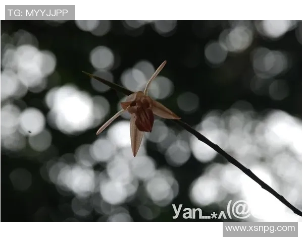 探索PEL野猫占点的魅力与秘密，揭开野外生存的真实故事与生态之美